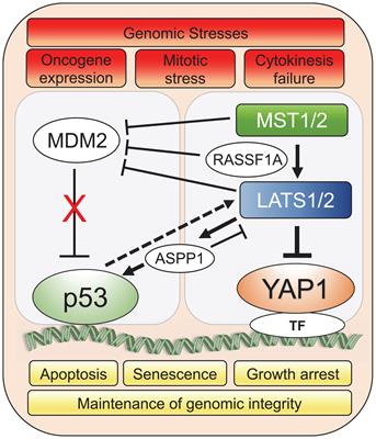 Reciprocal Crosstalk Between YAP1/Hippo Pathway and the p53 Family Proteins: Mechanisms and Outcomes in Cancer